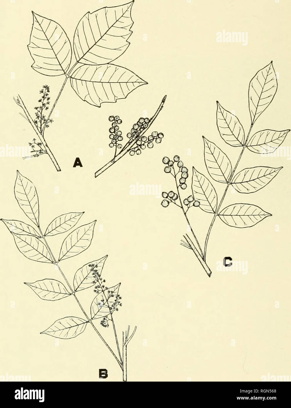 . Bulletin - Massachusetts Agricultural Experiment Station. Agriculture -- Massachusetts. 20 MASS. EXPERIMENT STATION BULLETIN 397. Figure 11. A. Poison ivy (Rhus toxicodendron L.), woody stem, flowers, fruit (berries), and compound leaf, consisting of three leaflets. B. Poison sumac (R. vernix L.), woody stem, flower and 9-leaflet leaf. C. Poison sumac woody stem, fruit (berries), and 7-leaflet leaf. Drawn by S. J. Ewer. Approximately x 1/3.. Please note that these images are extracted from scanned page images that may have been digitally enhanced for readability - coloration and appearance o Stock Photo
