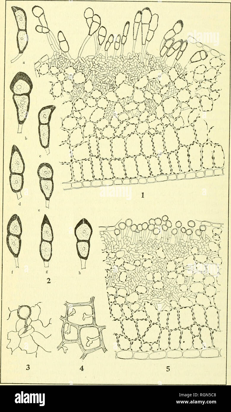 . Bulletin - Massachusetts Agricultural Experiment Station. Agriculture. 42 MASS. EXPERIMENT STATION BULLETIN 202. PLATE II.. Fig. 1. — Cross section of telium and leaf. Fig. 2. — Teliospores. Fig. 3. — Germinating urediniospore on leaf. Fig. 4. — Haustoria and intercellular mycelium. Fig. 5. — Cross section of uredinium and leaf.. Please note that these images are extracted from scanned page images that may have been digitally enhanced for readability - coloration and appearance of these illustrations may not perfectly resemble the original work.. Massachusetts Agricultural Experiment Station Stock Photo