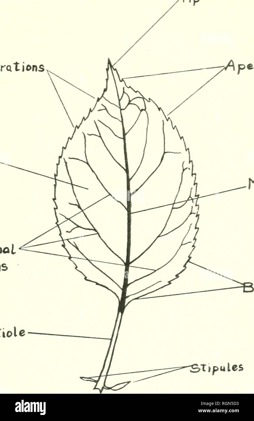 leaf diagram labeled
