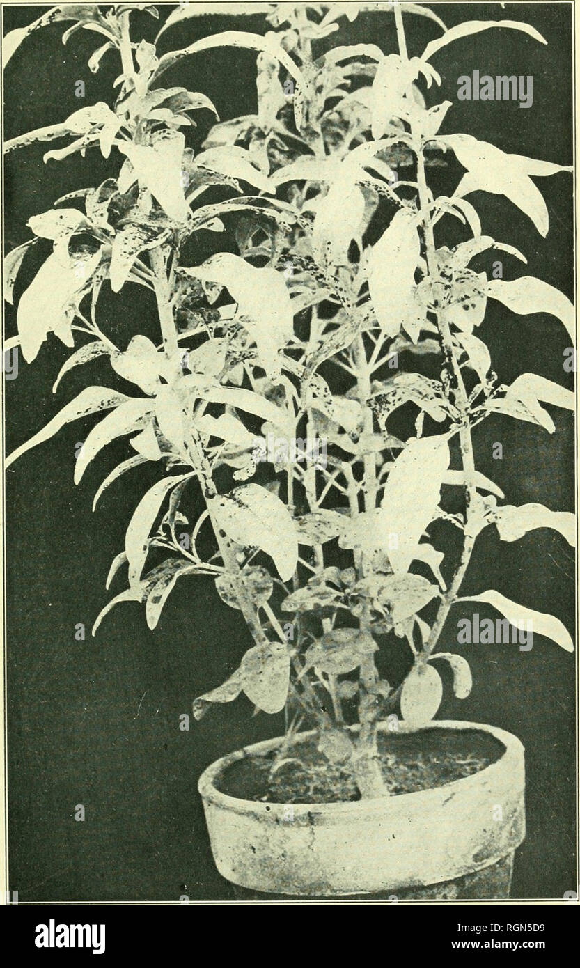 . Bulletin - Massachusetts Agricultural Experiment Station. Agriculture. Snapdragon plant attacked by Puccinia Antirrhi. Please note that these images are extracted from scanned page images that may have been digitally enhanced for readability - coloration and appearance of these illustrations may not perfectly resemble the original work.. Massachusetts Agricultural Experiment Station. Amherst, : Massachusetts Agricultural Experiment Station, 1907-1974 Stock Photo