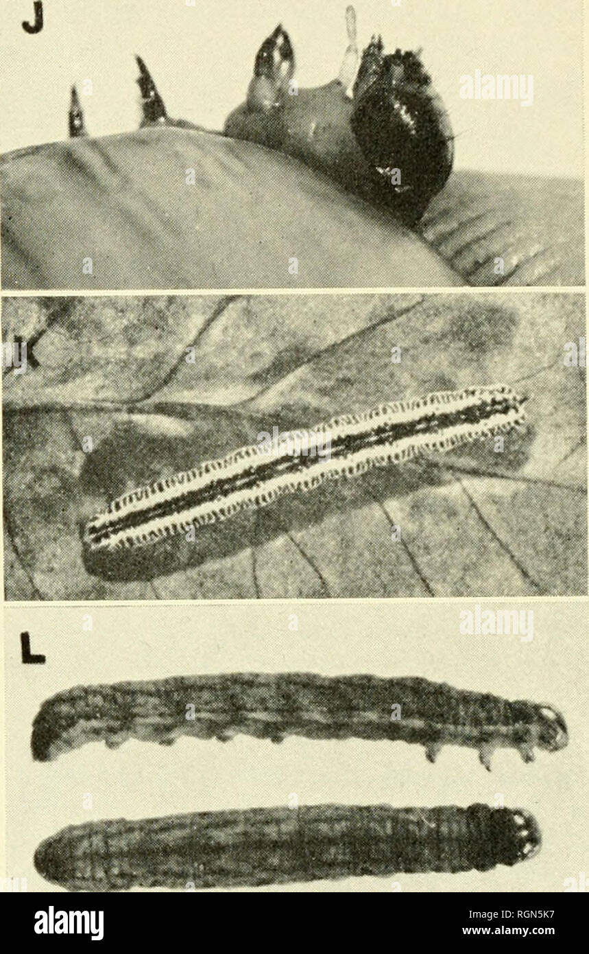 . Bulletin - Massachusetts Agricultural Experiment Station. Agriculture -- Massachusetts. CUTWORM Fig. J. Showing osmeterium extruded at throat. ZEBRA CATERPILLAR Fig. K. Mature worm. (With permission of The MacMillan Company, from O'Kane, Injurious Insects, 1917, p. 171.) ATLANTIC CUTWORM Fig. L. Side and back views of the mature caterpillar. family and, except for differences in coloration, are much like garden cutworms. Most of them are common pests of other crops. All but the false armyworm do injury out of all proportion to the amount of their eating by cutting off flower buds, flowers, s Stock Photo