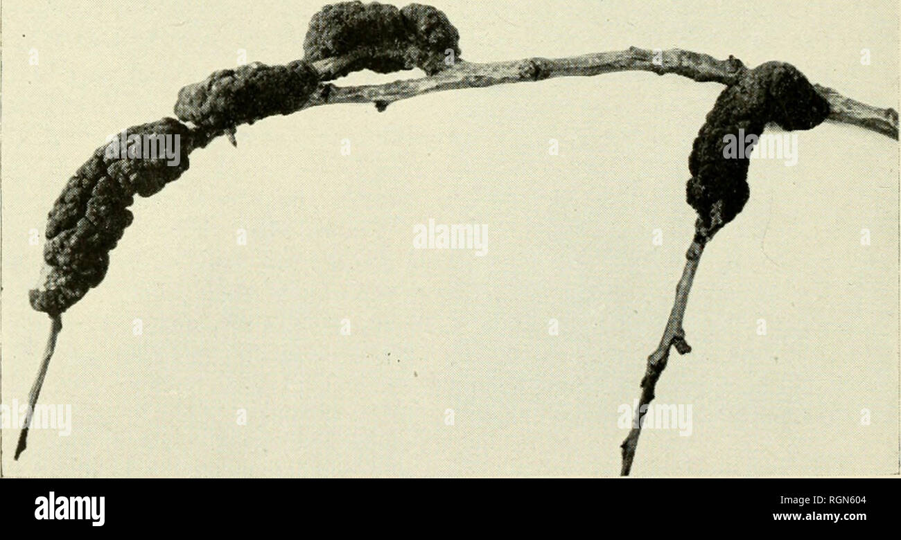 . Bulletin - Massachusetts Agricultural Experiment Station. Agriculture -- Massachusetts. Figure 11. Plum Pockets or Plum Bladders. Note large misshapen specimens, in comparison with healthy plum at lower left. Photo courtesy of Plant Pathology Department. Cornell University. Black knot, another common disease of beach plums, is caused by a fungus {Plowrightia morbosa). It develops in twigs and branches causing irregular knots which may become quite large. The surest method of control is to cut out and burn the knots. This should be done before January 1, since the winter spores are formed fro Stock Photo