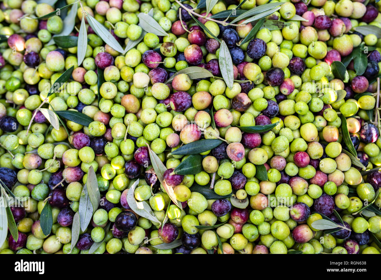 2,285 Ripe Olives Stock Photos, High-Res Pictures, and Images