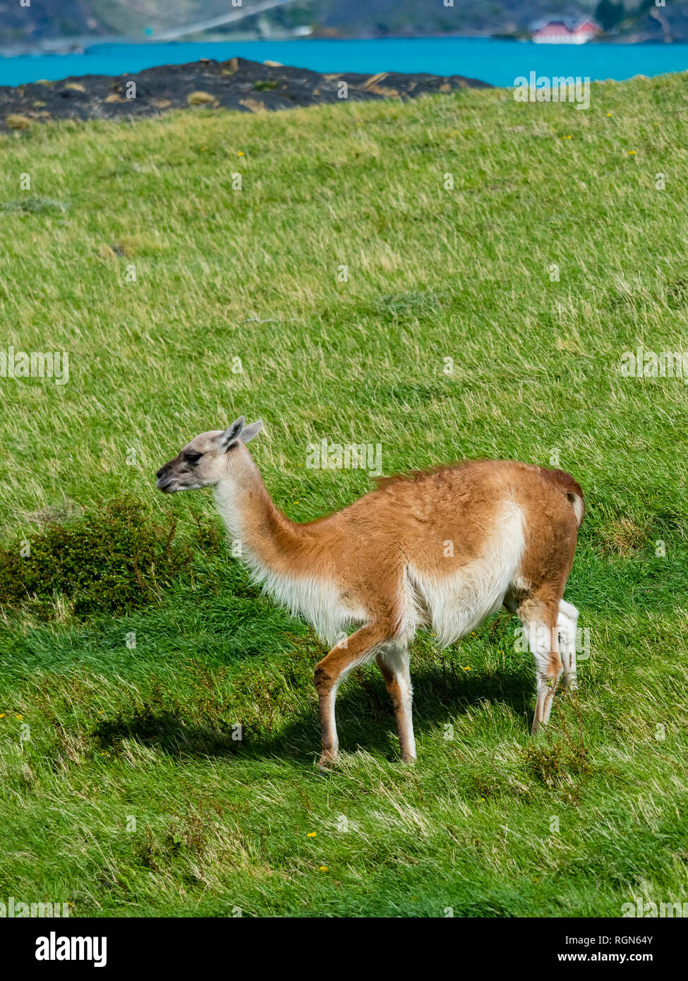 Chile, Patagonia, Torres del Paine National Park, Guanaco, Lama guanicoe Stock Photo