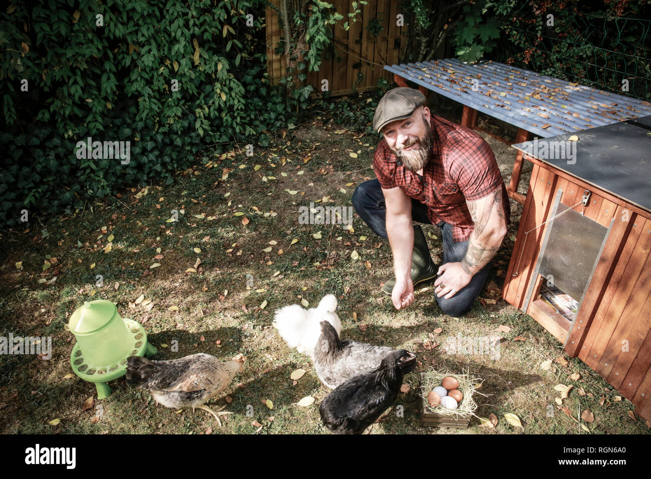 Man in his own garden, man feeding free range chickens Stock Photo