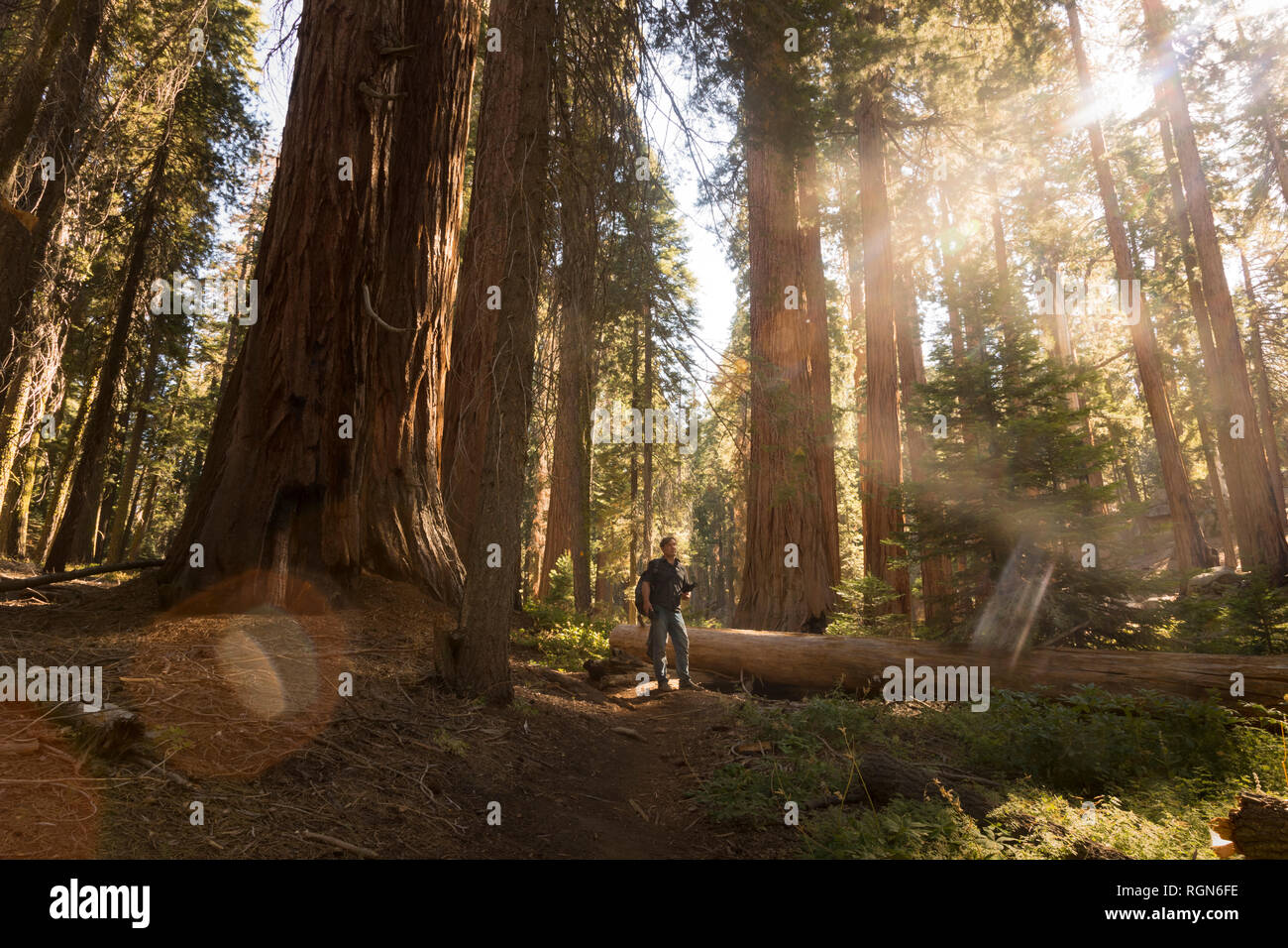 USA, California, Sequoia National Park, Sequoia tree and man, sun light Stock Photo