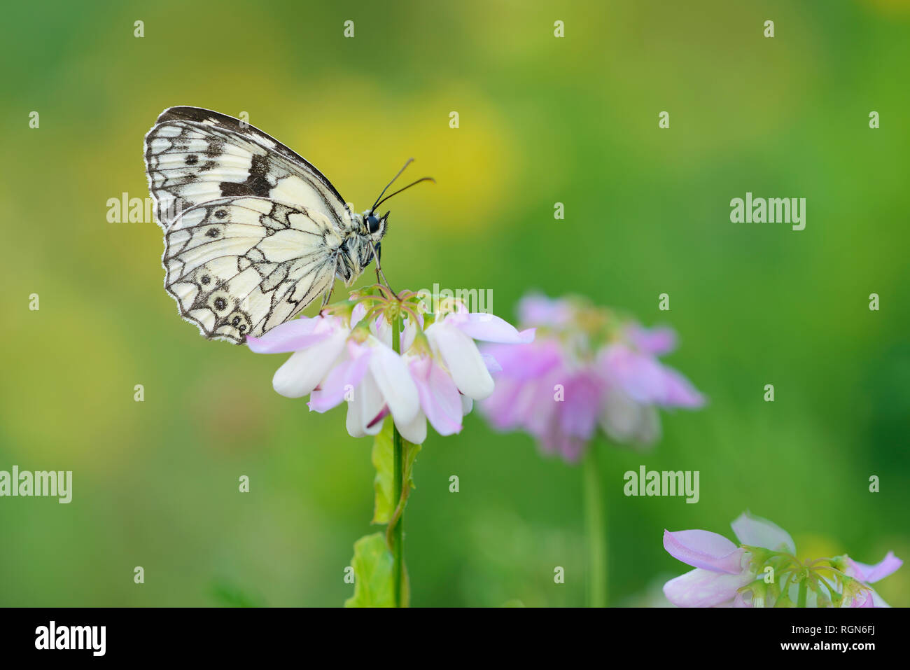 Marbled White sitting on Crown Vetch, Bavaria, Germany Stock Photo