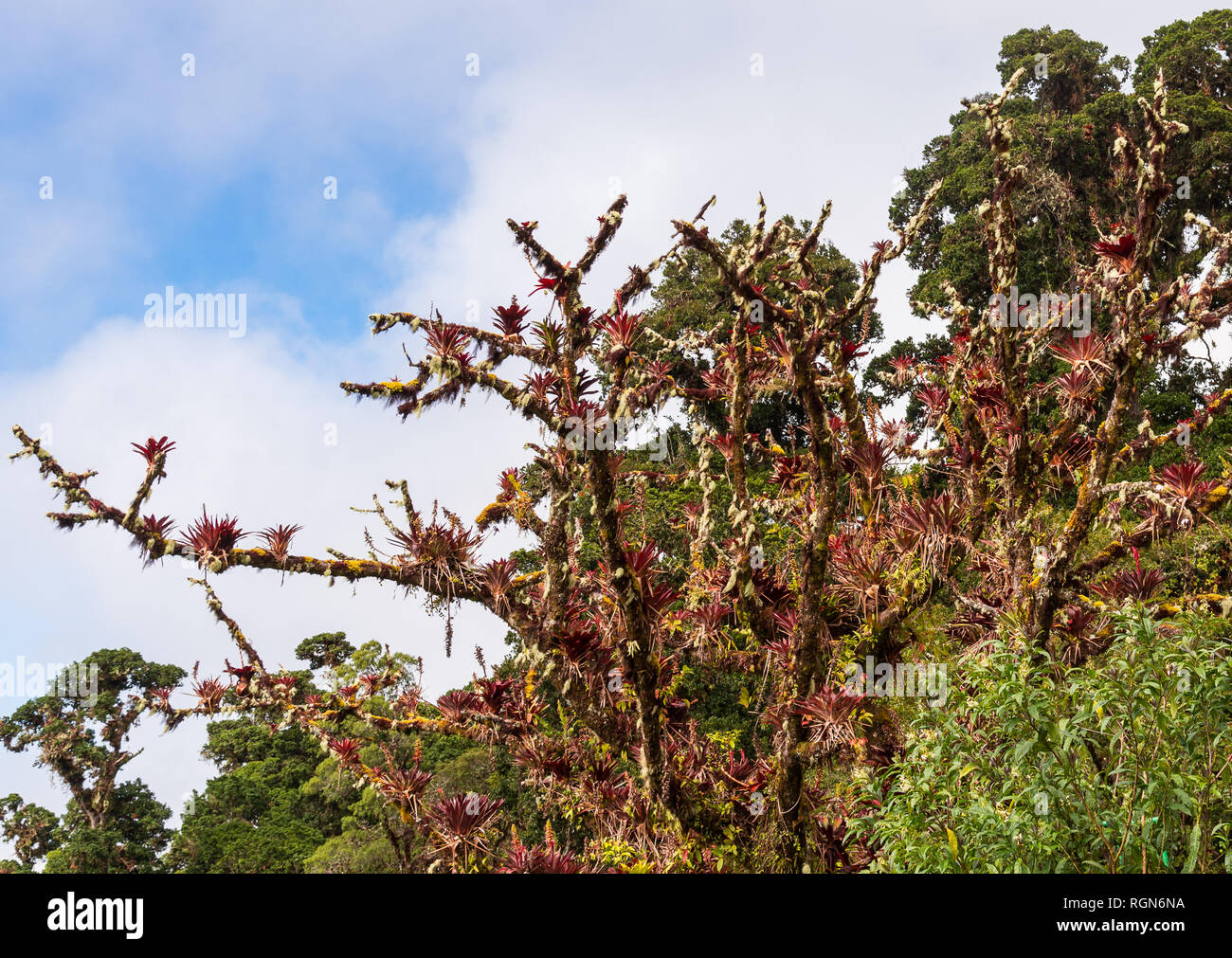 Colorful bromeliads decorate a big tree in tropical forest of Costa Rica. Central America. Stock Photo