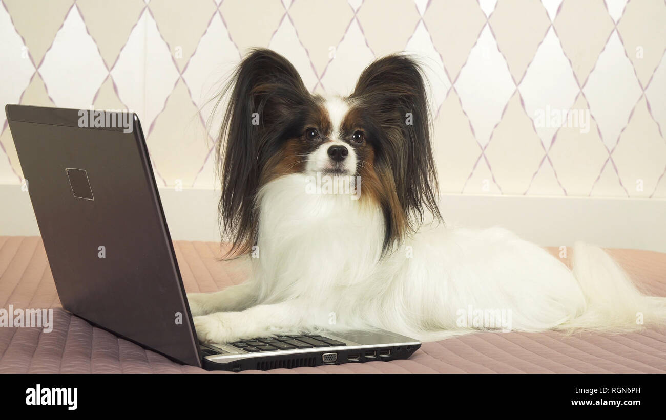 Papillon dog is lying near the laptop on bed Stock Photo