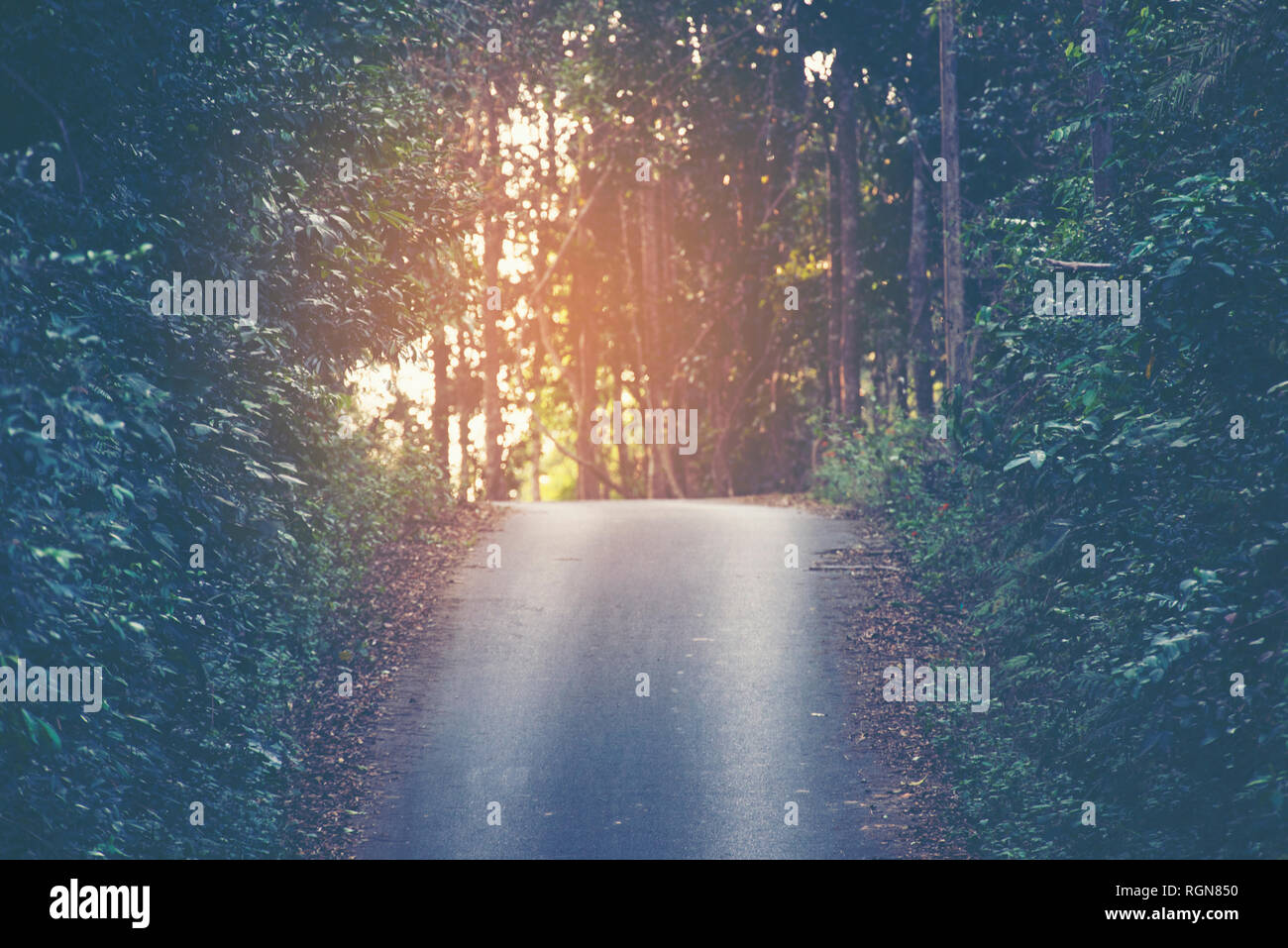 Road In The Forest Vintage Filter Image Stock Photo