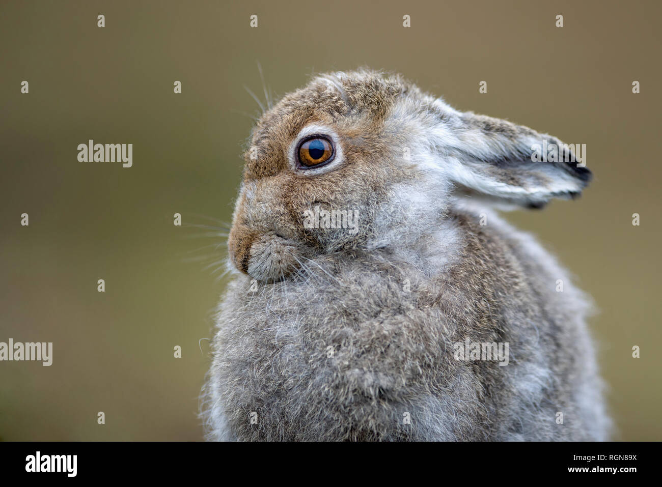 UK, Scotland, portrait of Mountain Hare Stock Photo Alamy