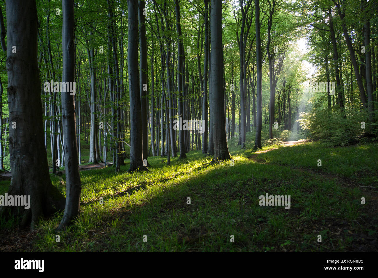 Germany, Mecklenburg-Western Pomerania, Ruegen, Jasmund National Park, Beech forest Stock Photo