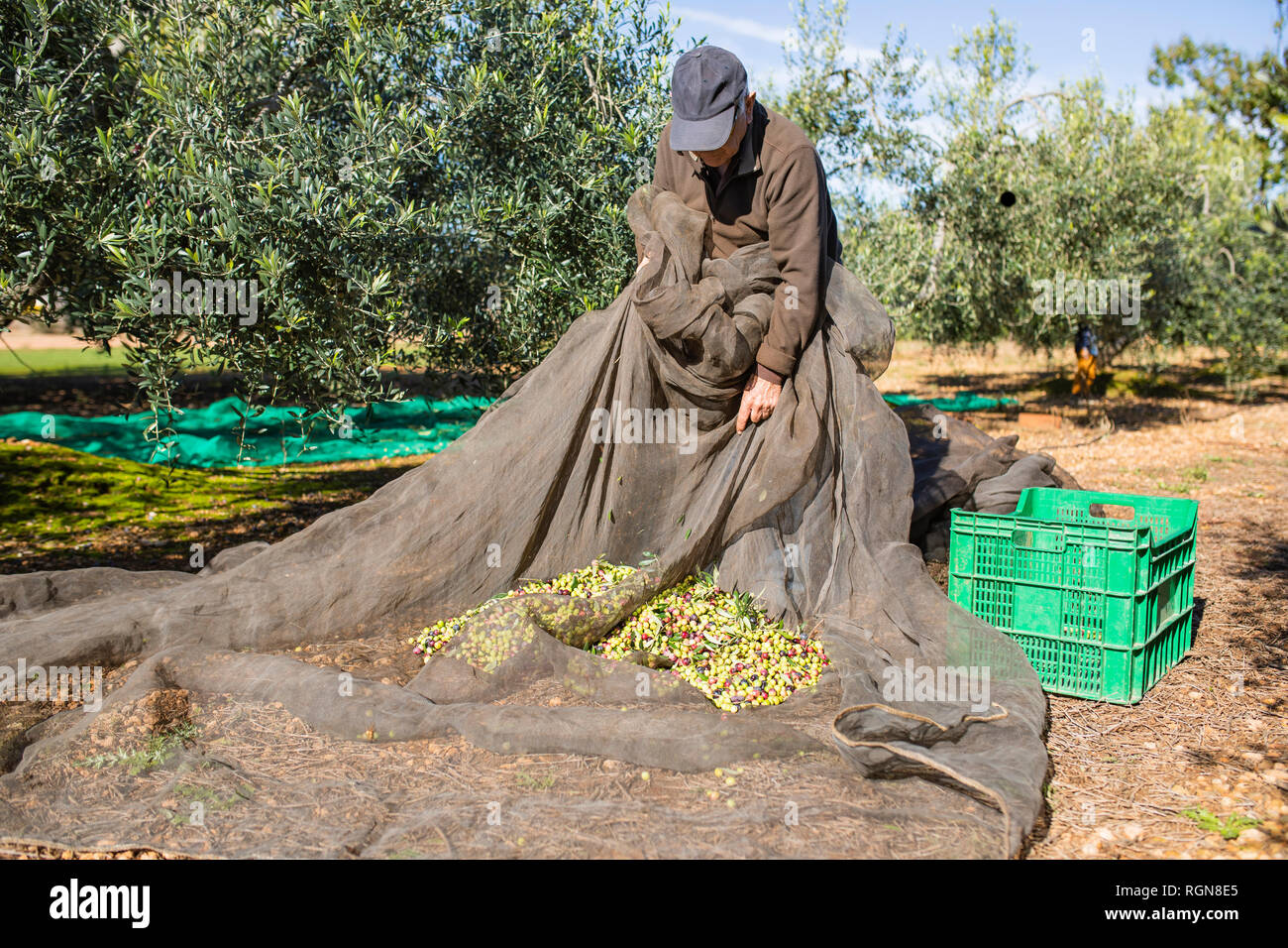 Senior man harvesting olives in orchard Stock Photo