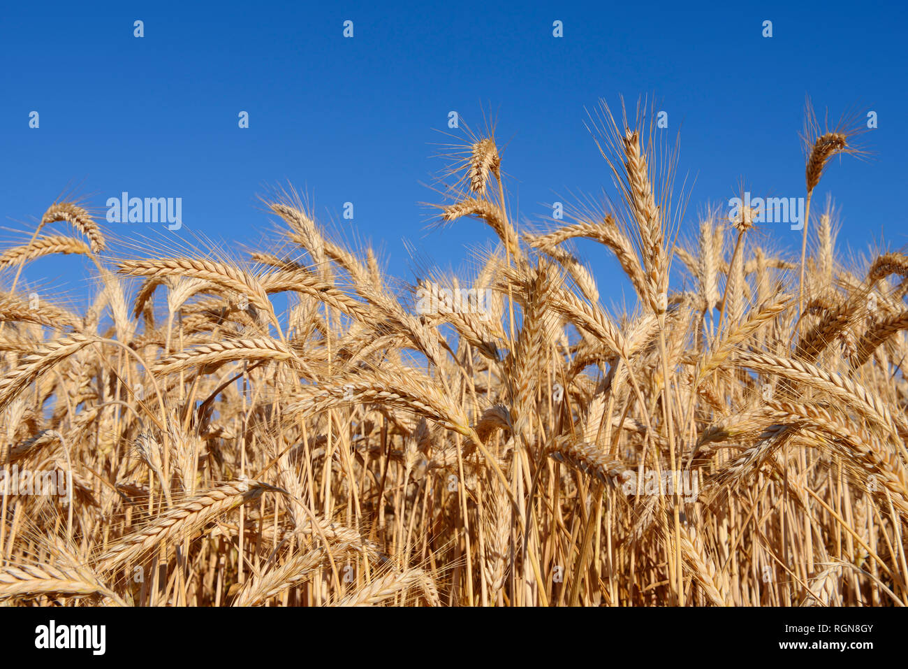 Rye field against clear blue sky in summer, Bavaria, Germany Stock Photo