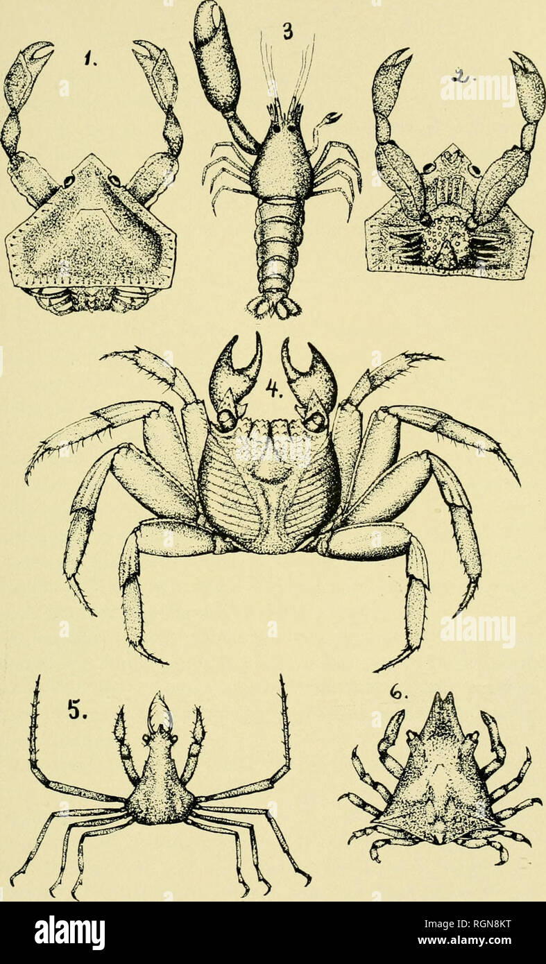 . Bulletin from the laboratories of natural history of the State University of Iowa. Natural history; Natural history. M F. LINDER, DEL. Crustacea from Egg Island and Bahama Banks. Fig'. 1. Ckvptopodia concava. Stimp. Dorsal view, x 3. Fig'. 2. Ventral view of same. Fig-. 3. Alphkus sp. X 3. Fig-. 4. Grapsus maculatus. Catesby. x ^. Fig-. 5. Podochela m.^crodera. Stimp. x I'A. Fig. 6. MACKOc^ELO^^.^ trispixos.x. Latreille.. Please note that these images are extracted from scanned page images that may have been digitally enhanced for readability - coloration and appearance of these illustration Stock Photo