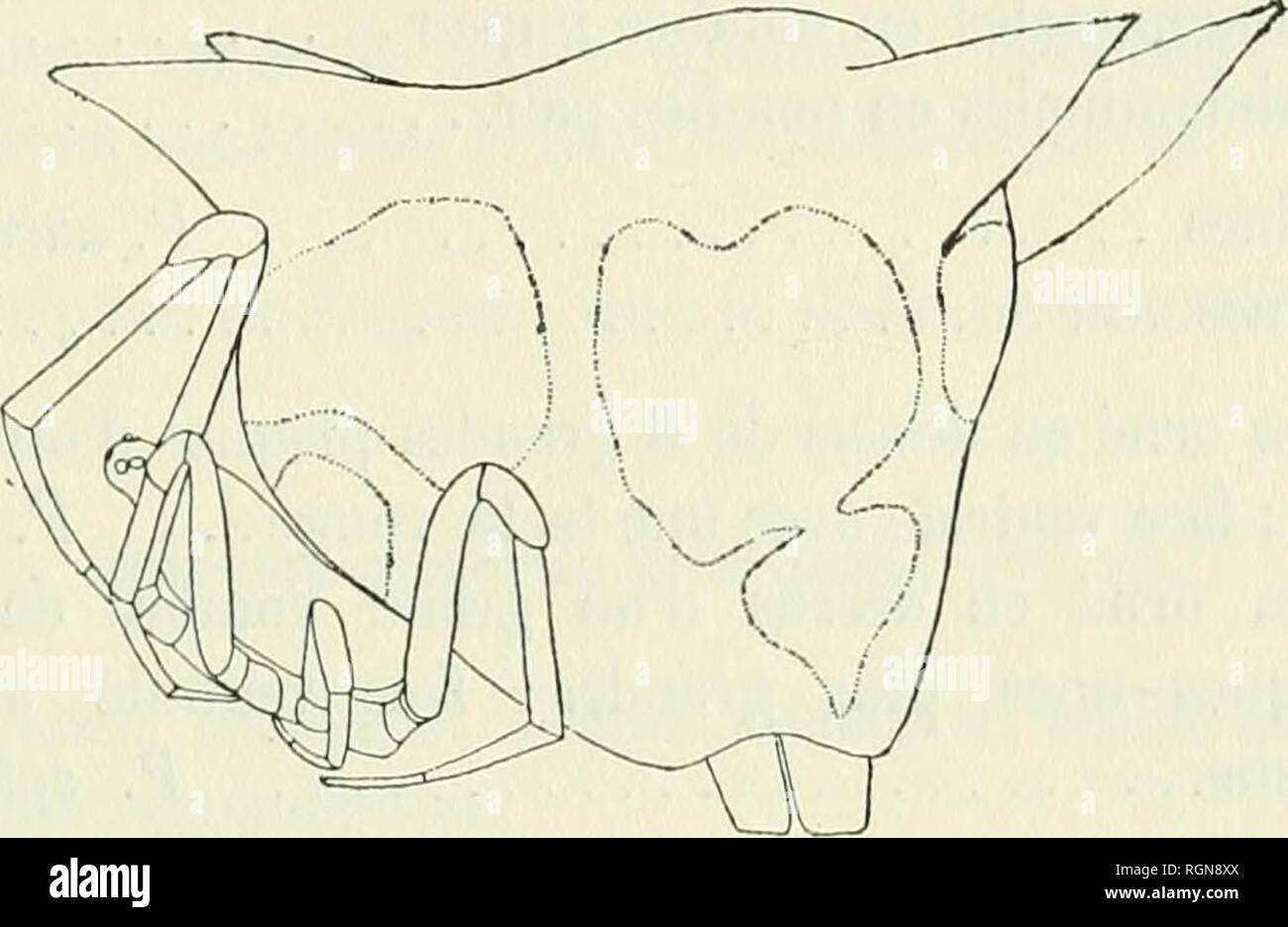 . Bulletin du Musum national d'histoire naturelle. Natural history. â 77 â geni'e, les P. rubens et P. spleiidida, qu'il est impossible de confondre avec P. Ellenbergeri, puisqu'elles ont toutes deux 7 e'pines dorsales et non 6. Phoroncidia rubroargentea nov. sp. 9, long. : h millim. 5 (sans les Ã©pines postÃ©rieui-es). CÃ©phalothorax trÃ¨s petit par rapport Ã l'abdomen; partie thoracique large, arrondie; partie cÃ©phalique Ã©troite, cylindrique, trÃ¨s saillante, de couleur ocre foncÃ© avec trois fines lignes noires, une mÃ©diane droite et deux latÃ©rales courbes. Yeux situÃ©s sur une tache no Stock Photo