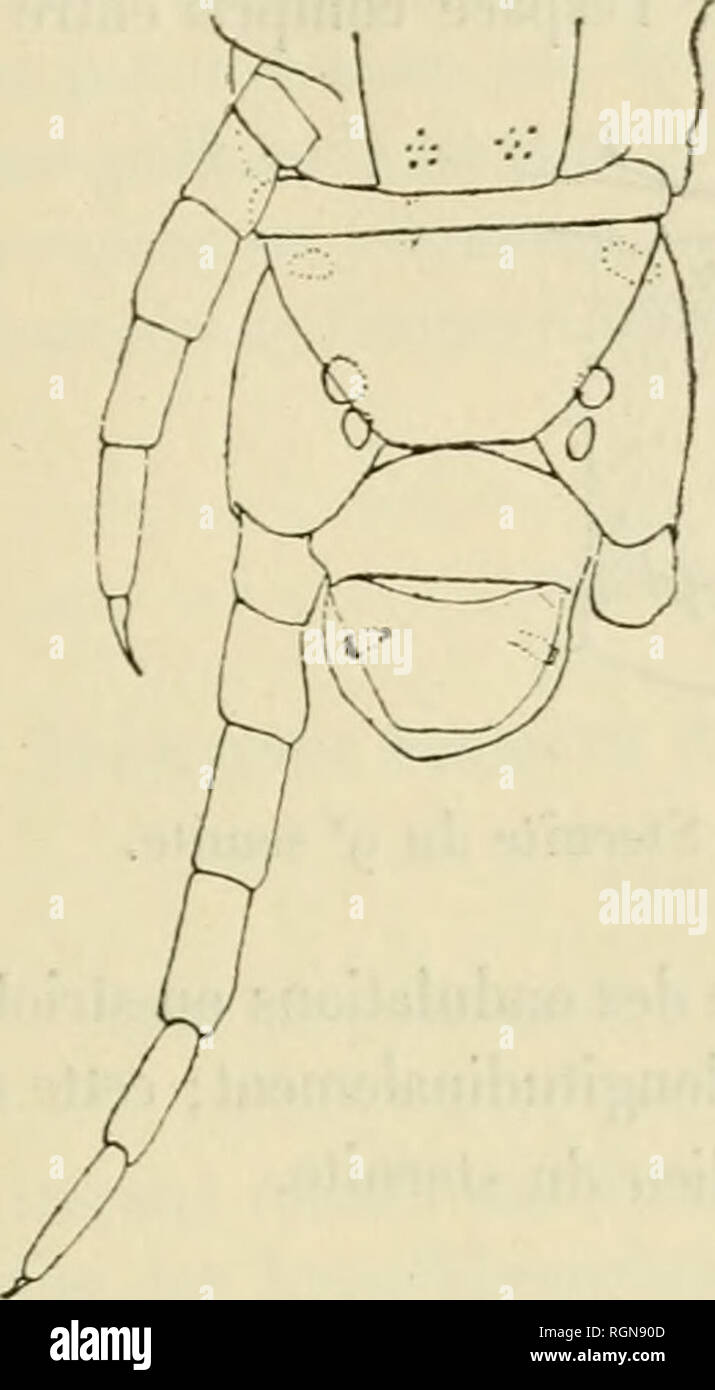Glande High Resolution Stock Photography And Images Alamy