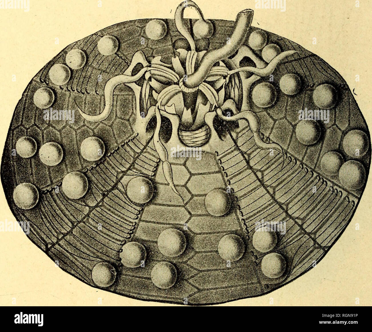 Petits clous hi-res stock photography and images - Alamy