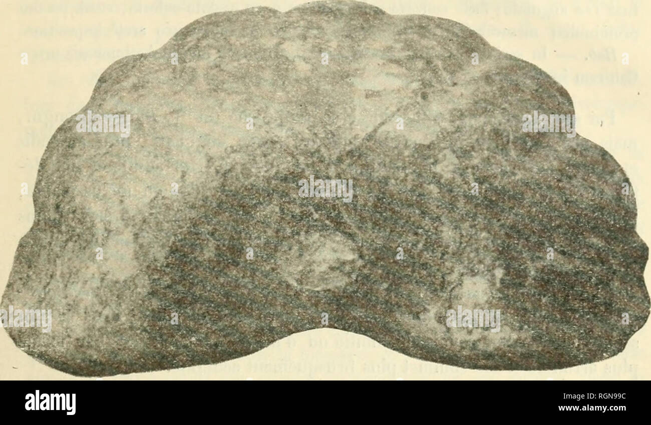 . Bulletin du Musum national d'histoire naturelle. Natural history. â 501 â Ã©tablies, sur des caractÃ¨res peu concluants,parBowerbank crÃ©ateur et pre- mier monographe du genre'11: mais, dans une Revision publiÃ©e en i8q5, Rendle(S) a rÃ©duit Ã 7 les 12 espÃ¨ces admises par Bowerbank, en y ajou- tant le iV. Heberti Wat. du Bassin Parisien, ce qui porte Ã 8 le nombre des espÃ¨ces aujourd'hui connues(8); enfin, l'annÃ©e derniÃ¨re, MM. Seward et Arber ont dÃ©crit et figurÃ©, dans une Ã©tude trÃ¨s documentÃ©e(,1), les diverses variations du N. Burlini' Brongn.. A l'aide des monographies prÃ©citÃ© Stock Photo