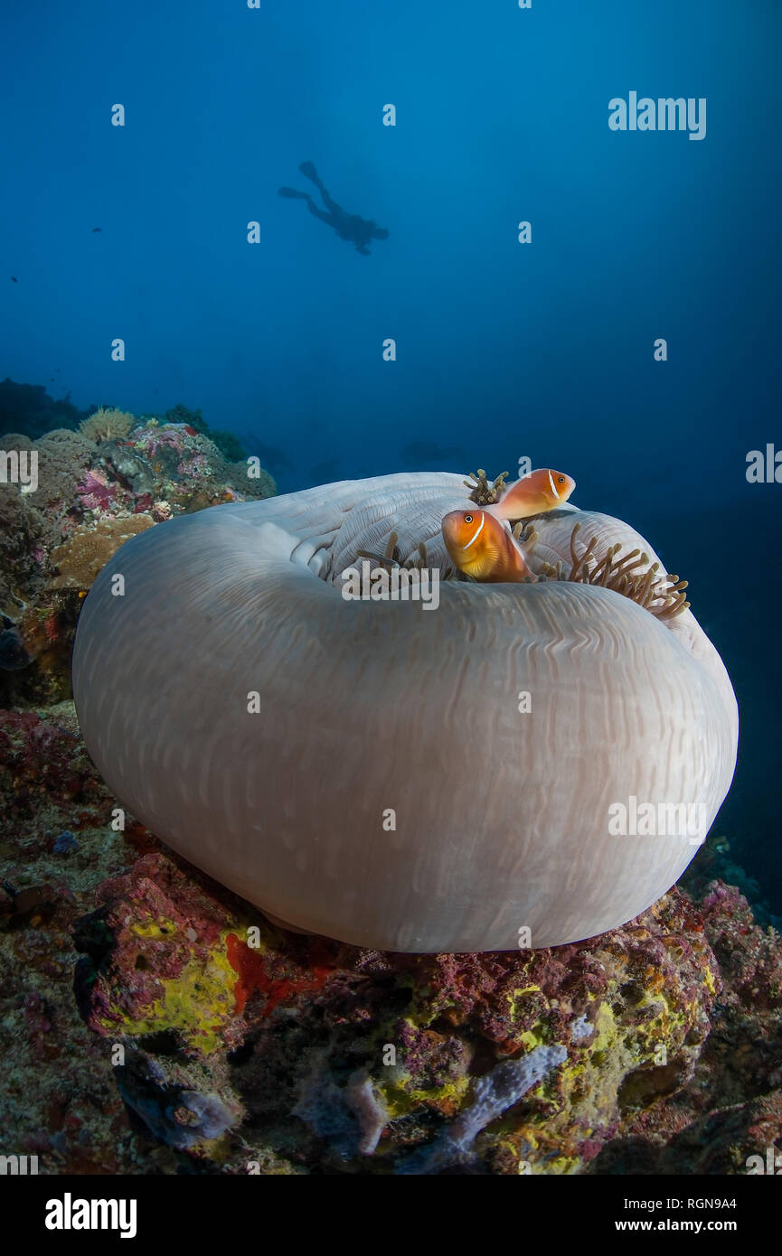 Palau, Clownfishes and sea anemone Stock Photo