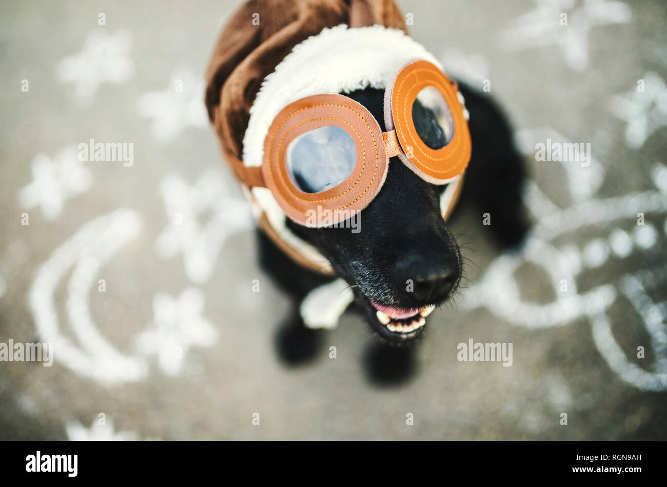 Portrait of black dog wearing flying goggles and hat Stock Photo
