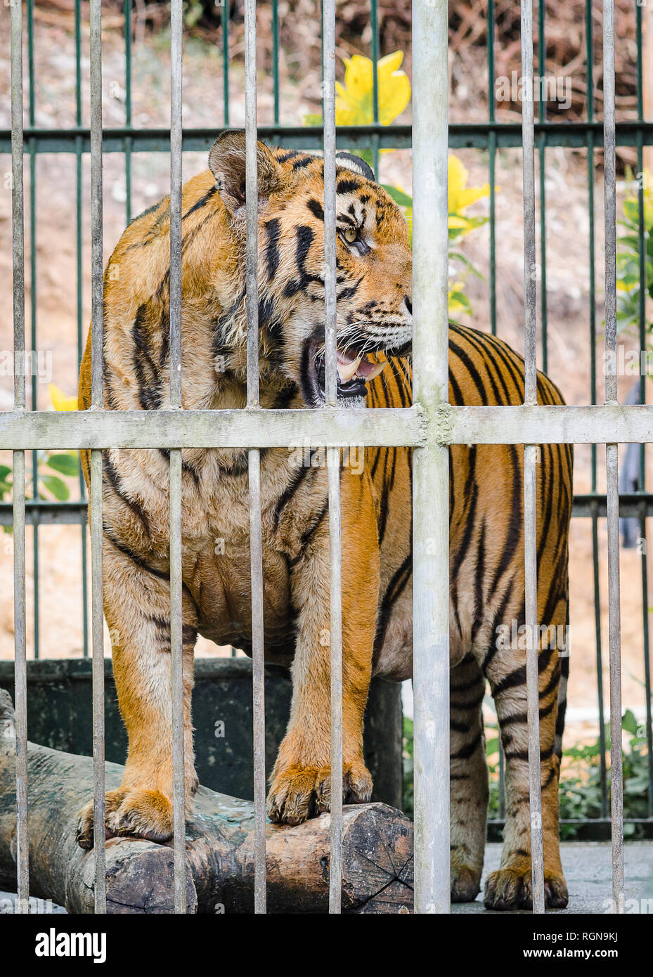 tiger in cage Stock Photo - Alamy