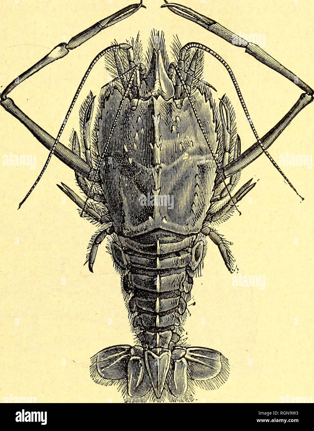 maillot de bain très échancré
