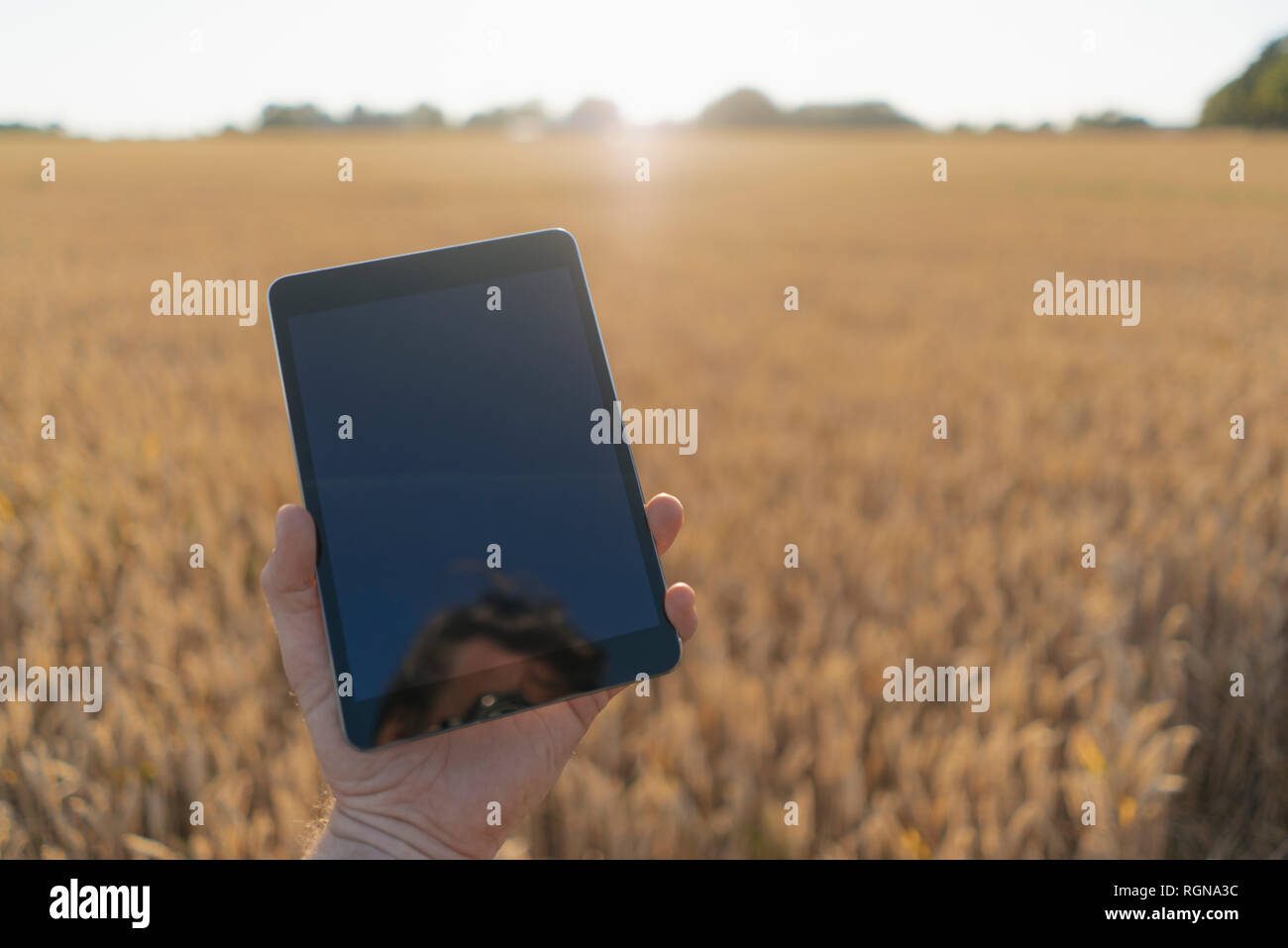 Close-up of man in a field holding phablet Stock Photo