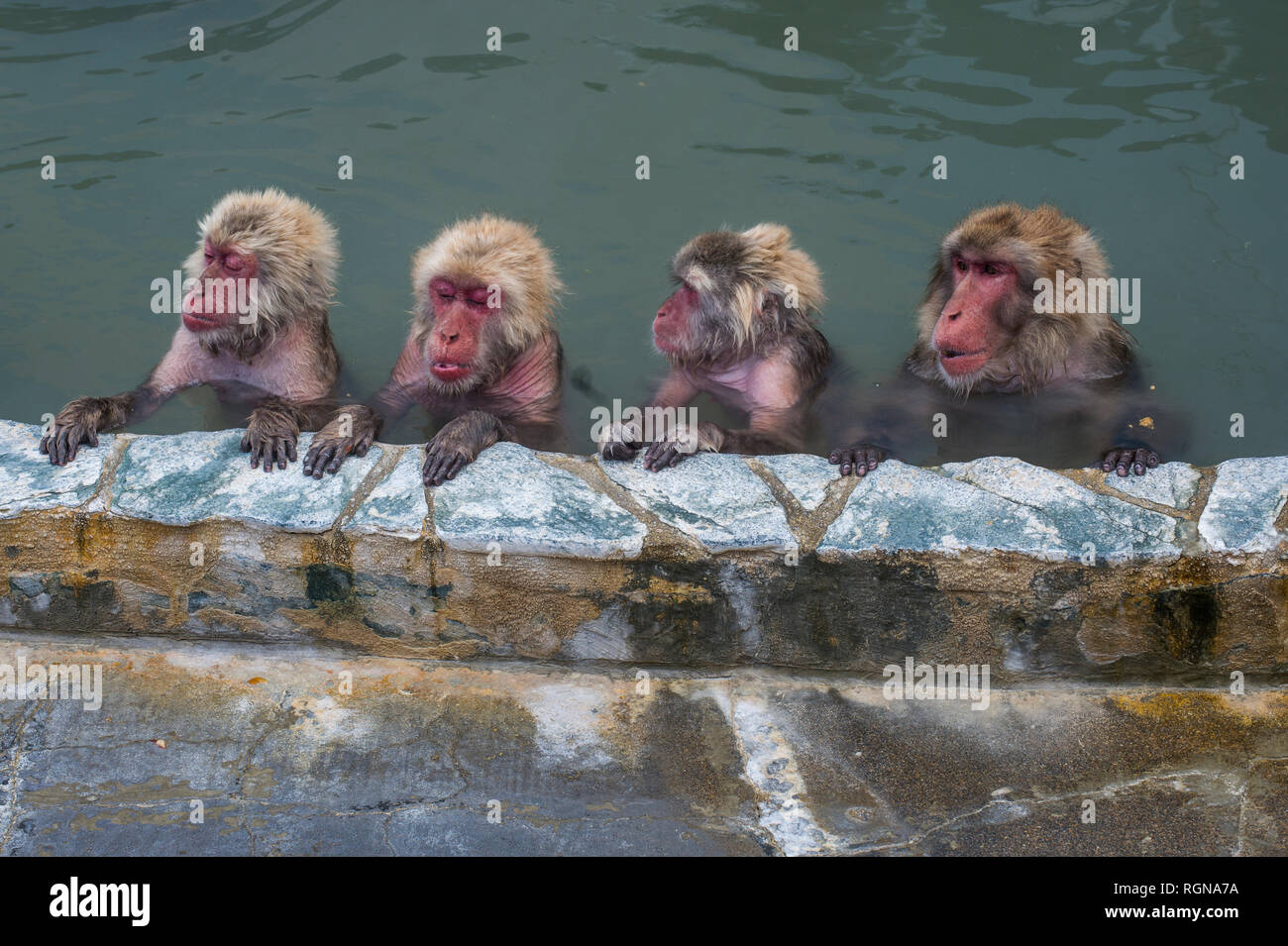 Hokkaido, Hakodate, red-faced makak in water Stock Photo