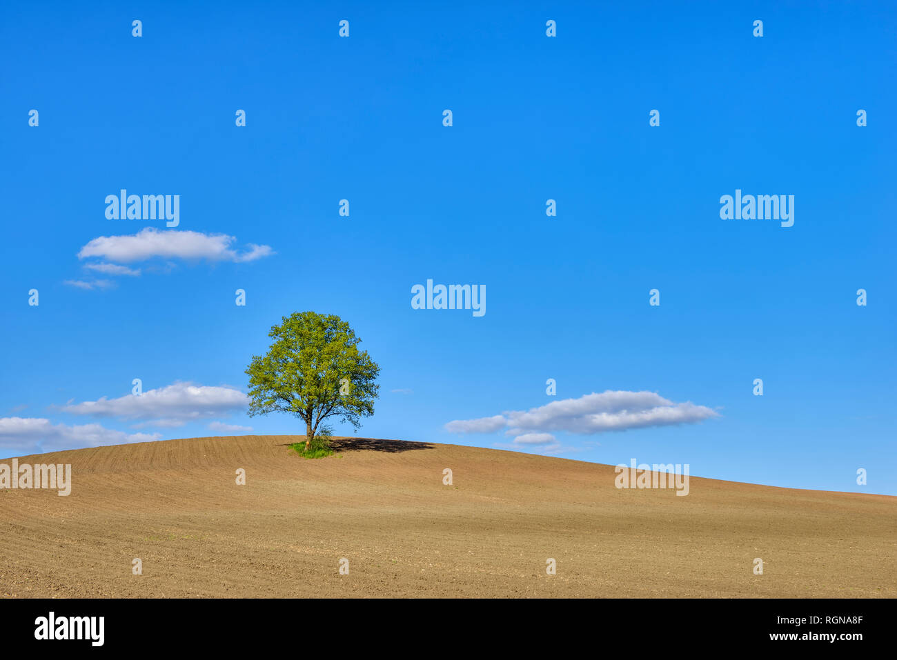 Single tree in a field, Bavaria, Germany Stock Photo