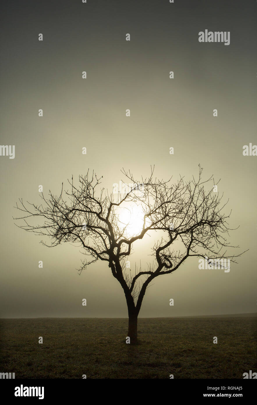 Tree without leaves against the morning sun, morning fog, autumn Stock Photo