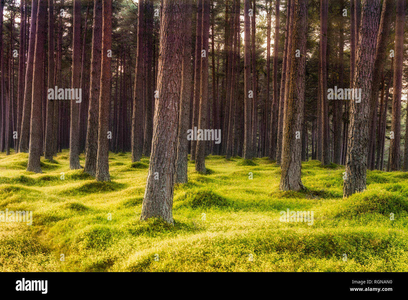 UK, Scotland, HIghlands, Braemar, Pine Trees Stock Photo Alamy