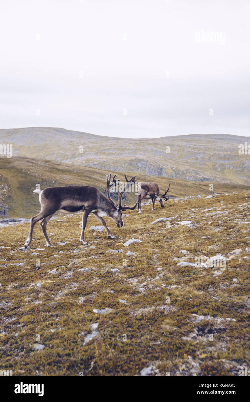 Two reindeers grazing at the North Cape, Norway Stock Photo