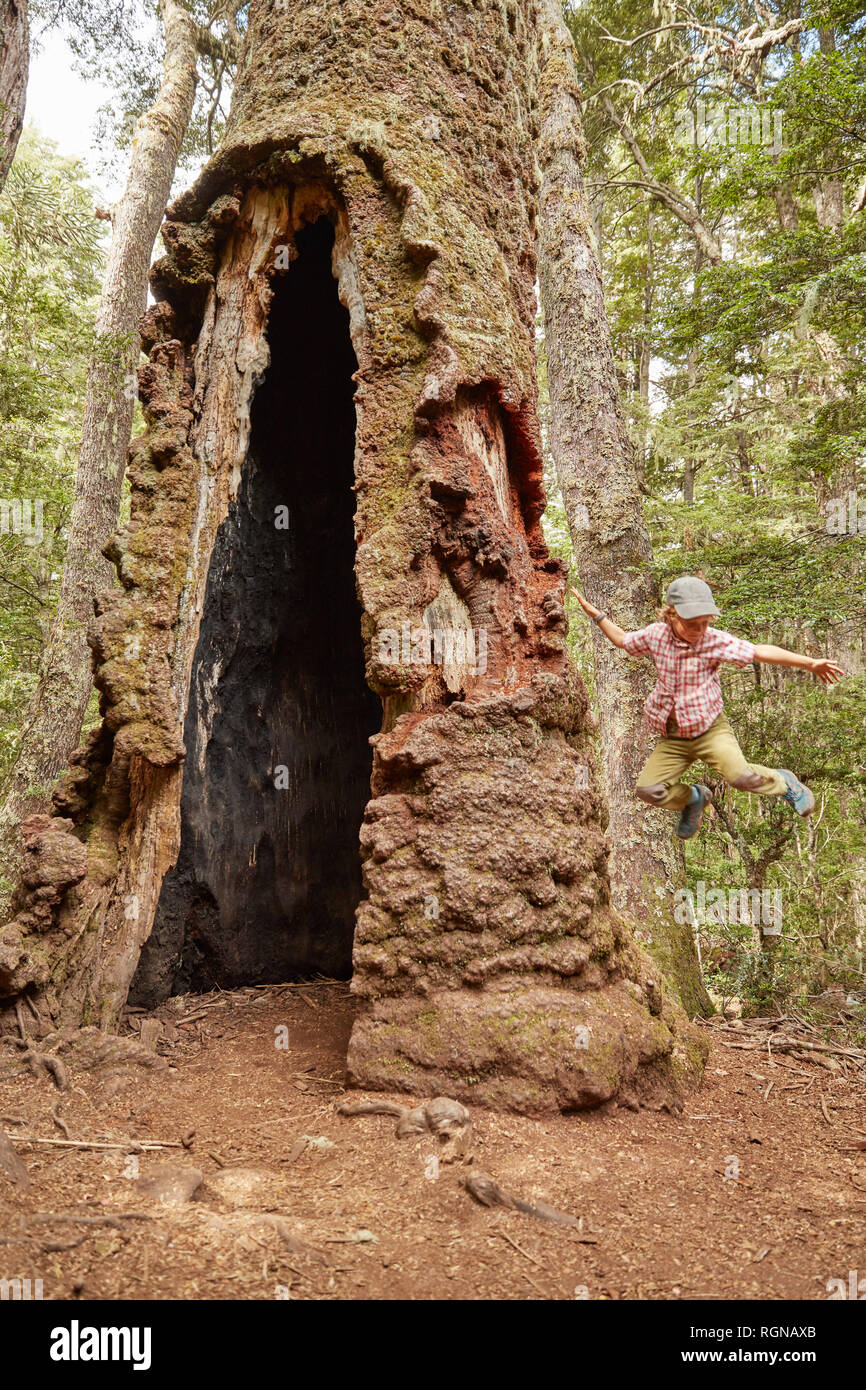 Chile, Puren, Nahuelbuta National Park, boy jumping at an old Araucaria tree Stock Photo