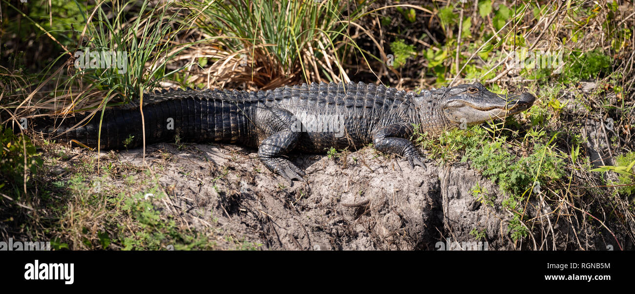 Alligator in Florida Stock Photo