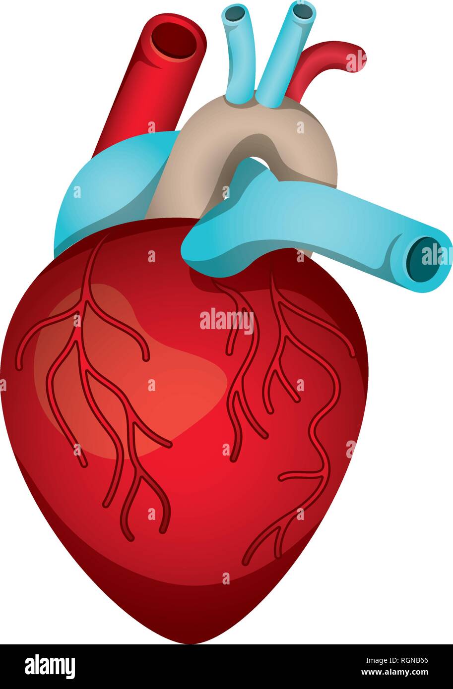 heart with veins isolated icon Stock Vector Image & Art - Alamy