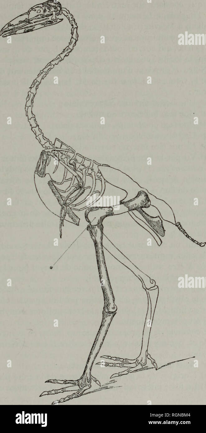 . Bulletin du MusÃ©e royal d'histoire naturelle de Belgique; Medeelingen van het Koninklijk Natuurhistorisch Museeun van BelgiÃ«. Natural history; Paleontology. 1883. DANS l'assise infÃ©rieure de l'Ã©tage landenien, etc. 2T-23. 2.00. 3oi y. 30 i.CO 01^25... GASTORNIS EDWARDSII, Lemoine. Restauration exÃ©cutÃ©e d'aprÃ¨s les travaux de M. le Docteur Lemoine, Professeur Ã l'Ecole de MÃ©decine de Reims. Les parties ombrÃ©es sont celles recueillies par M. Lemoine aux environs de Reims: celle, marquÃ©e d'un astÃ©risque, provient de Mesvin (Exploitation de MM. Solvay et C'O et est actuellement en la  Stock Photo