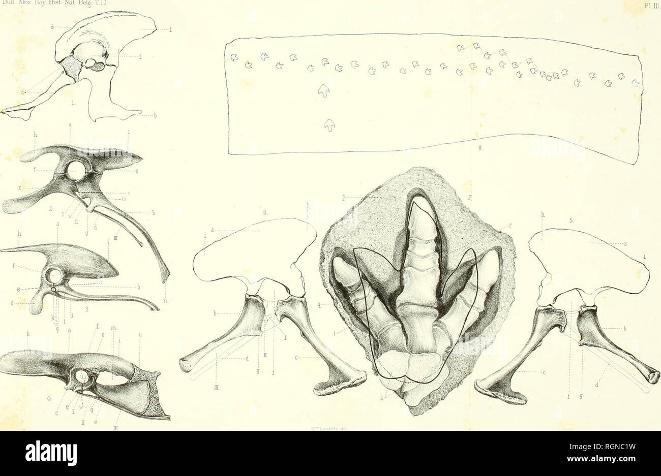 Bulletin du Mus©e royal d'histoire naturelle de Belgique. Natural history  -- Societies, etc; Paleontology -- Societies, etc. i886. LANDEN'IKNS  (ÉOCÈNE INFÉRIEUR). ETC. 1 y.. KiG. 3. — Mandibule de Chelonia, vue