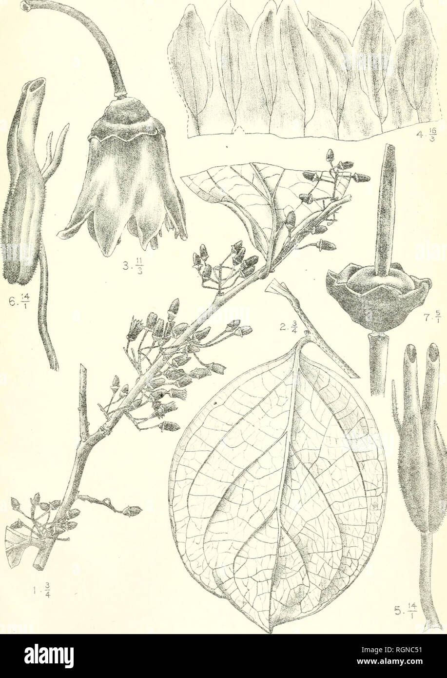 . Bulletin du Jardin botanique de Buitenzorg. Plants -- Indonesia; Plants. Bull Jard. Botan. Bidtemorg, Se sÃ©rie, Vol I. J. J. Smith, Flantae novae et criticae. I. Tab. 56. / /* â f ^i Â« i'|;. J. J. Smith et Darmosoediro del. Vaccinium latissimum J.J.S.. Please note that these images are extracted from scanned page images that may have been digitally enhanced for readability - coloration and appearance of these illustrations may not perfectly resemble the original work.. Kebun Raya Indonesia. Buitenzorg : Db 's Lands Plantentuin Stock Photo