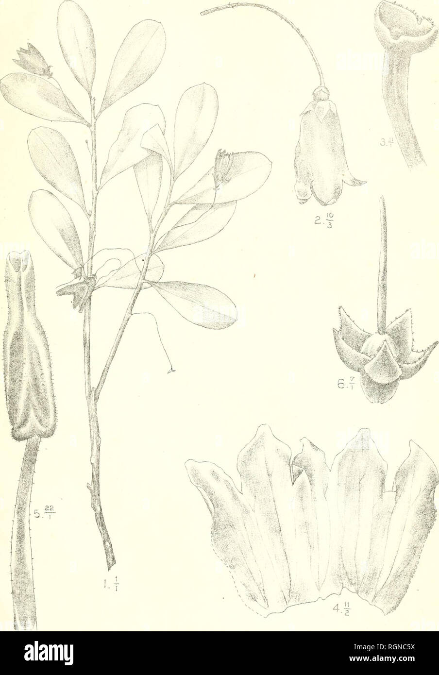 . Bulletin du Jardin botanique de Buitenzorg. Plants -- Indonesia; Plants. Bull. Jard. Botan. Bidtenzorg, Se sÃ©rie, Vol I. â T. J. Smith, Plantae novae et criticae. I. Tab. o4. â fl!--- % :ijn ^ t. J. J. Smith et R. Natadipoera del. Diplycosia gracilipes J.J.S.. Please note that these images are extracted from scanned page images that may have been digitally enhanced for readability - coloration and appearance of these illustrations may not perfectly resemble the original work.. Kebun Raya Indonesia. Buitenzorg : Db 's Lands Plantentuin Stock Photo