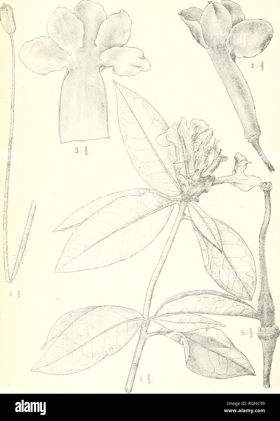 . Bulletin du Jardin botanique de Buitenzorg. Plants -- Indonesia; Plants. Bull. Jard. Botan. Bidtensorg, 3e snie. Vol L J. J. Smith, Pluntae novae et criticae. I. Tah. 50.. J. J. Smith et R. Natadipoera del. Rhododendron lompohense J.J.S.. Please note that these images are extracted from scanned page images that may have been digitally enhanced for readability - coloration and appearance of these illustrations may not perfectly resemble the original work.. Kebun Raya Indonesia. Buitenzorg : Db 's Lands Plantentuin Stock Photo