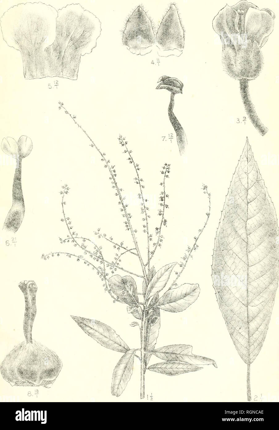 . Bulletin du Jardin botanique de Buitenzorg. Plants -- Indonesia; Plants. Bull. Jarcl. Botan. Bidtenzorg, Se série, Vol L J. J. Smith, Plantae novae et criticae. I. Tab. i7.. J. J. Smiih et R. Natadipoera del. Clethra elonsfata J.J.S.. Please note that these images are extracted from scanned page images that may have been digitally enhanced for readability - coloration and appearance of these illustrations may not perfectly resemble the original work.. Kebun Raya Indonesia. Buitenzorg : Db 's Lands Plantentuin Stock Photo
