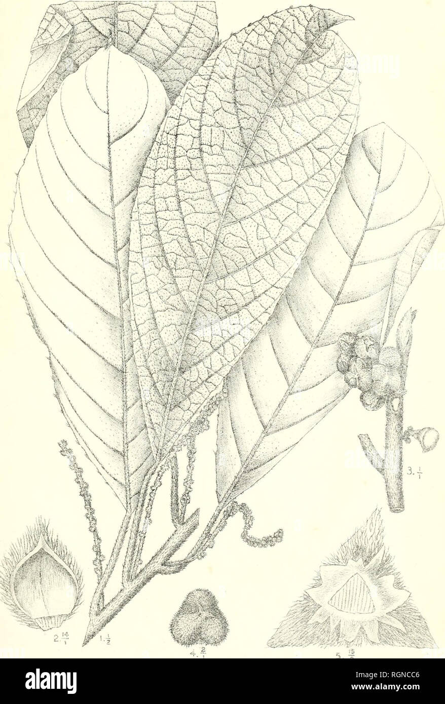 . Bulletin du Jardin botanique de Buitenzorg. Plants -- Indonesia; Plants. Bull. Jard. Botan. Buitenzorg, 3e sÃ©rie, Vol L J. J. Smith, Plantae novae et criticae. I. Tah. 44.. Ã¢Wi lÃ J. J. Smith et Darmosoediro del. Claoxylon velutinum J.J.S, 5 2. Please note that these images are extracted from scanned page images that may have been digitally enhanced for readability - coloration and appearance of these illustrations may not perfectly resemble the original work.. Kebun Raya Indonesia. Buitenzorg : Db 's Lands Plantentuin Stock Photo