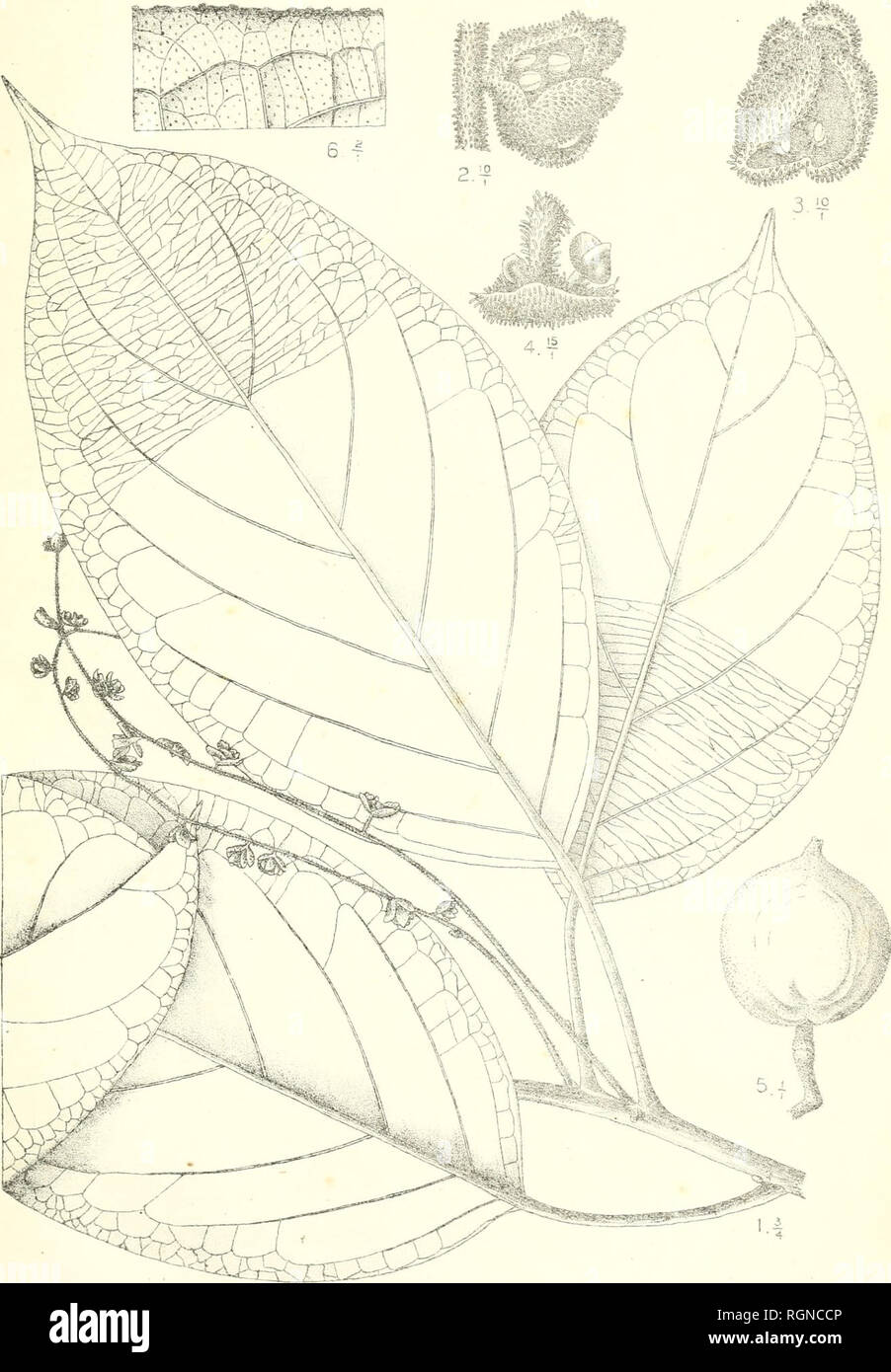 . Bulletin du Jardin botanique de Buitenzorg. Plants -- Indonesia; Plants. Bull. Jard. Botan. Buitenzorg, 3e série, Vol I. J. J. Smith, Plnntae novae et criticae. I. Tab. 43.. Darmosoediio del. Baccaurea crassifolia J.J.S.. Please note that these images are extracted from scanned page images that may have been digitally enhanced for readability - coloration and appearance of these illustrations may not perfectly resemble the original work.. Kebun Raya Indonesia. Buitenzorg : Db 's Lands Plantentuin Stock Photo