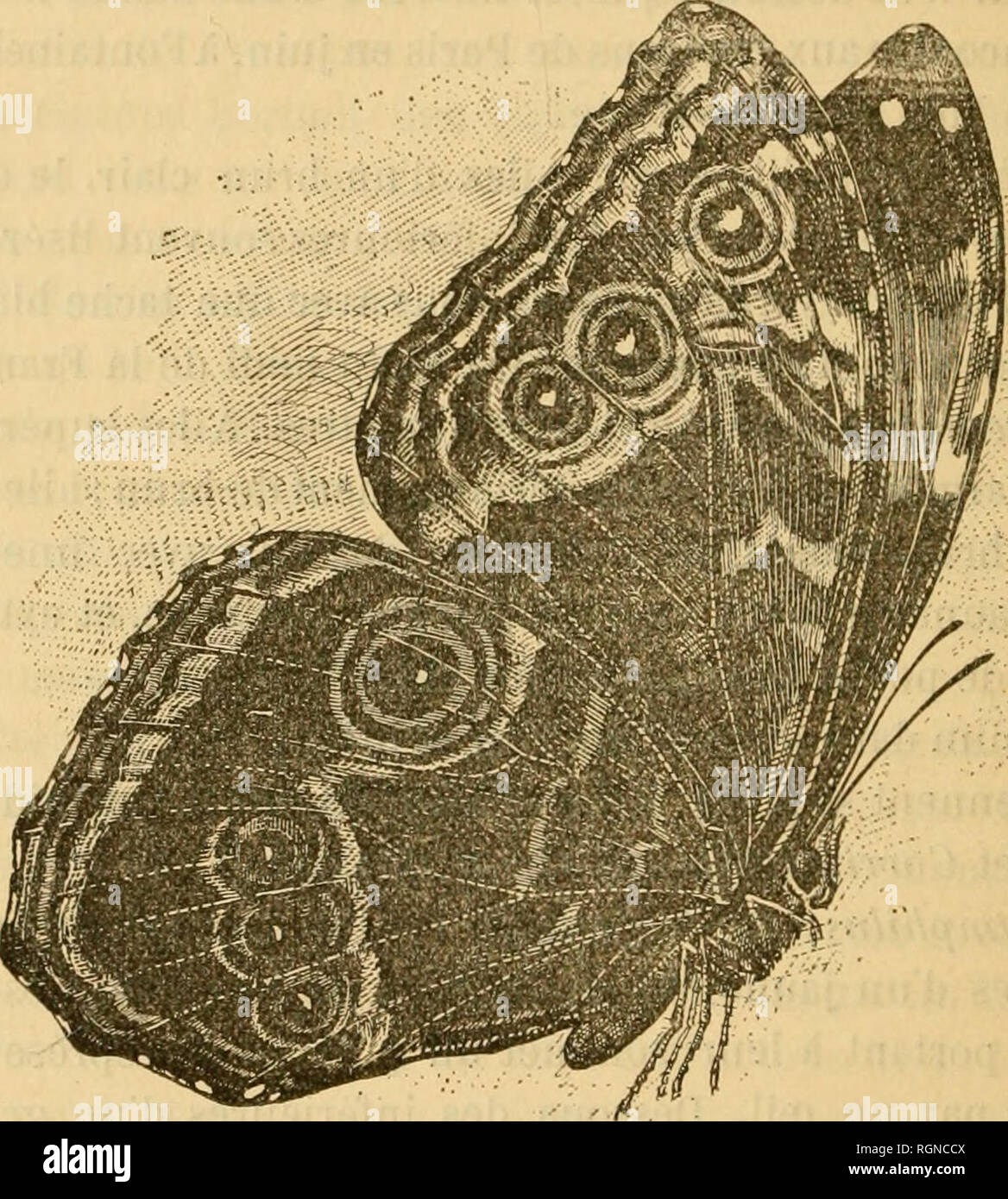 . Bulletin d'insectologie agricole : journal mensuel de la SociÃ©tÃ© centrale d'apiculture &amp; d'insectologie. Insect pests; Beneficial insects. 220 BULLETIN D INSECTOLOGIE AGKICOLE tandis que la femelle est entiÃ¨rement blanche [S. Phryne). Dans les Satyrides viennent se ranger le? espÃ¨ces Ã ailes transparentes du genre HetÅra qui habitent l'AmÃ©rique. Citons H. Philoctetes, Piera, Lena de Cayenne.. ^. L r/^///j'//^ Morpho LÃ©on le. Le groupe des Morphides nous offre de splendides papil- lons de l'AmÃ©rique du Sud, aux ailes mÃ©talliques en dessus, brun chatoyant en dessous. Leur envergure Stock Photo