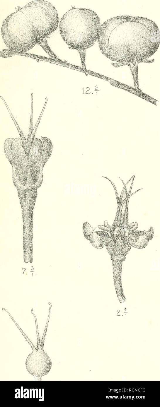 . Bulletin du Jardin botanique de Buitenzorg. Plants -- Indonesia; Plants. Bull. Jard. Botan. Buitenzorg, Se série. Vol 1. J. J. Smitlt, Plantae novae et cîHticae. I. Tab. 42.. 11. m 6.f. Please note that these images are extracted from scanned page images that may have been digitally enhanced for readability - coloration and appearance of these illustrations may not perfectly resemble the original work.. Kebun Raya Indonesia. Buitenzorg : Db 's Lands Plantentuin Stock Photo