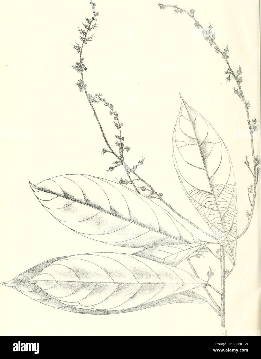 . Bulletin du Jardin botanique de Buitenzorg. Plants -- Indonesia; Plants. Biill. -Tard. Botan. Buitenzorg. Se sÃ©rie. Vol I. â T. J. Smith. Plantae novae et criticae. I. Tah. 41.. Darmosoediro del. Dicoelia affinis J.J.S.. Please note that these images are extracted from scanned page images that may have been digitally enhanced for readability - coloration and appearance of these illustrations may not perfectly resemble the original work.. Kebun Raya Indonesia. Buitenzorg : Db 's Lands Plantentuin Stock Photo
