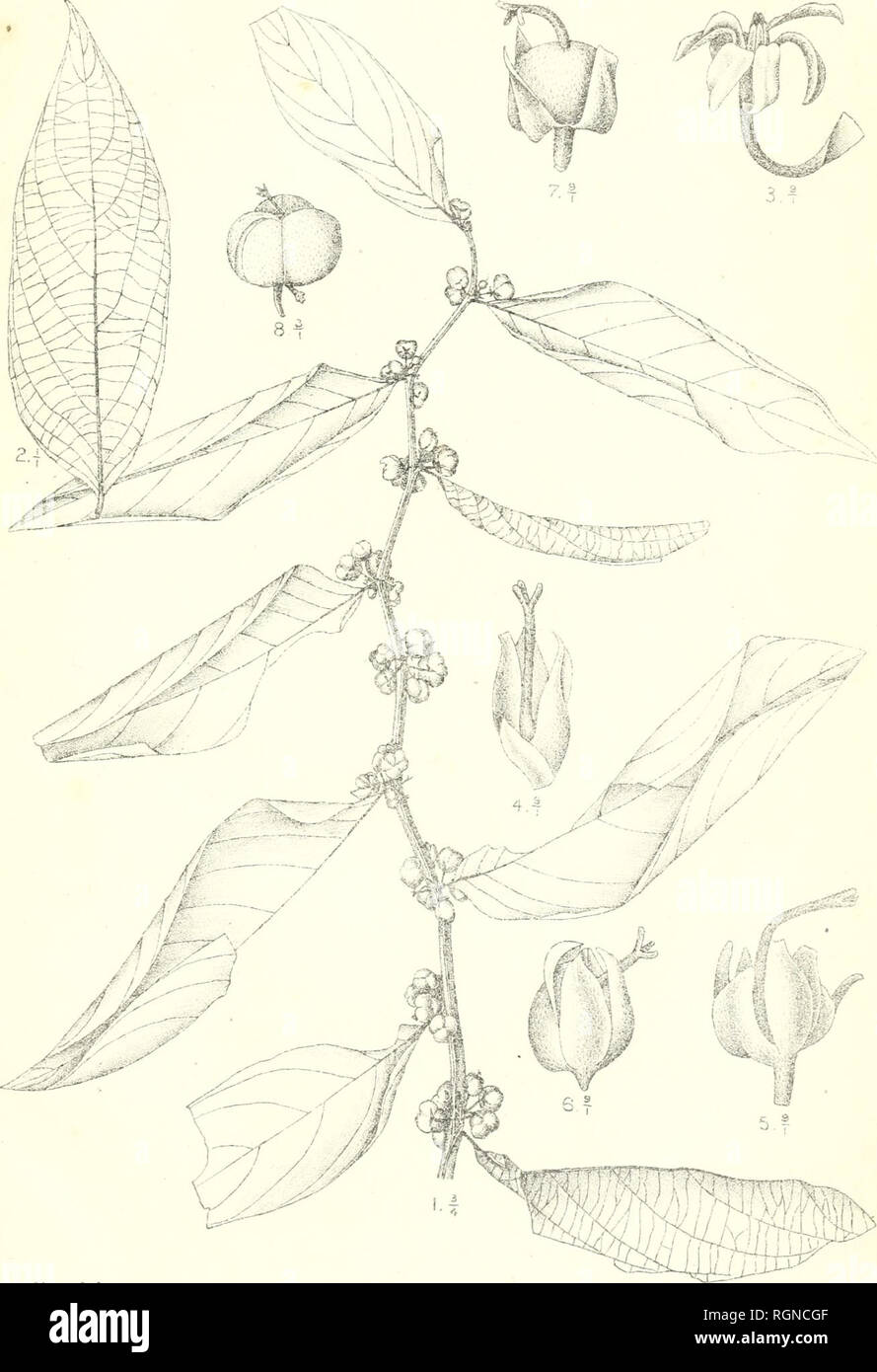 . Bulletin du Jardin botanique de Buitenzorg. Plants -- Indonesia; Plants. Bull. Jarcl. Botan. Buitenzorg, 3e série, Vol I. J. J. Smith, Plantae novae et criticae. I. Tab. 40.. Darmosoediro del Glochidion styliferum J.J.S.. Please note that these images are extracted from scanned page images that may have been digitally enhanced for readability - coloration and appearance of these illustrations may not perfectly resemble the original work.. Kebun Raya Indonesia. Buitenzorg : Db 's Lands Plantentuin Stock Photo