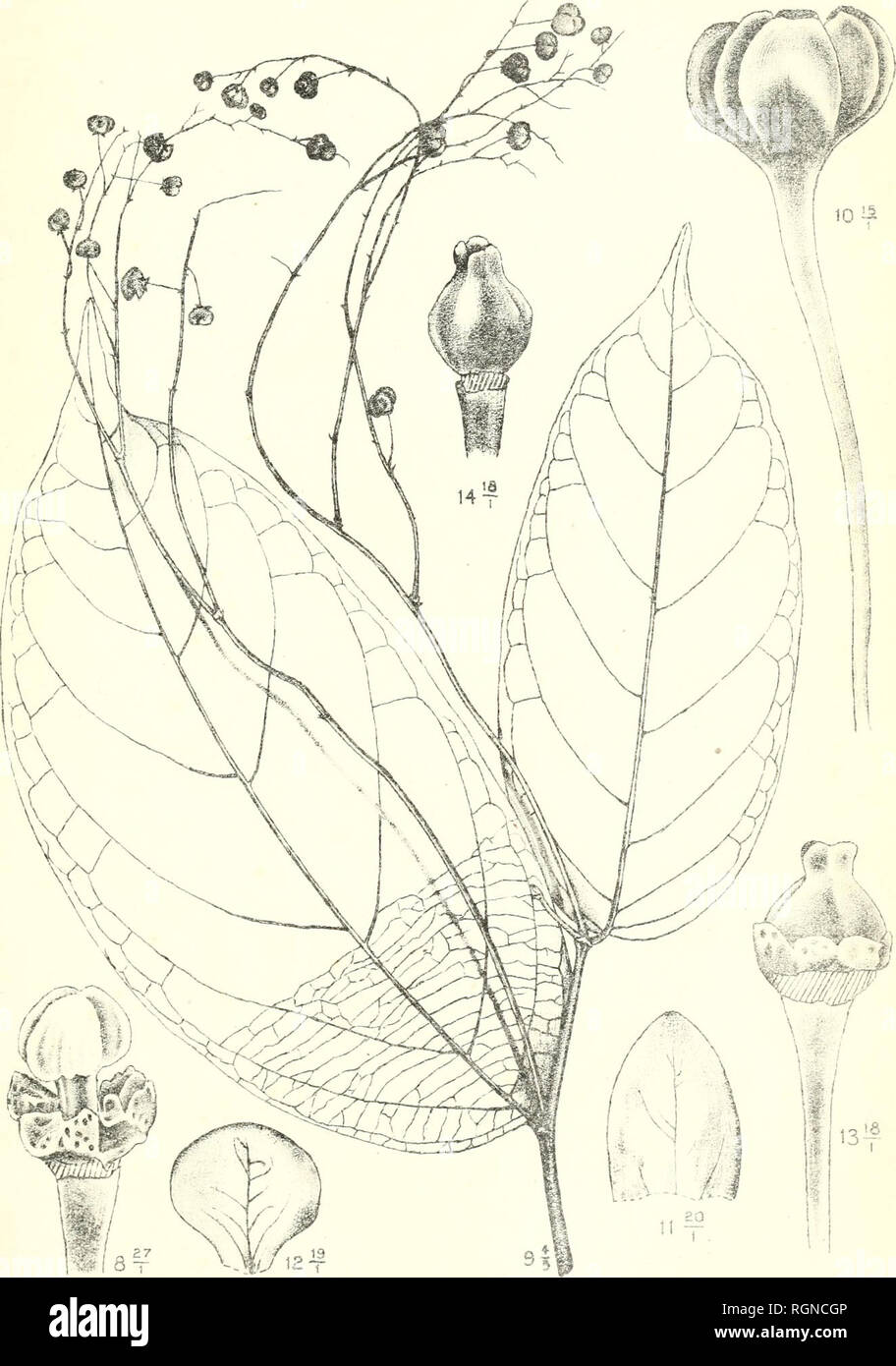. Bulletin du Jardin botanique de Buitenzorg. Plants -- Indonesia; Plants. Bull. Jard. Botan. Buitenzorg, Se série, Vol I. J. J. Smith, Flantae novae et criticae. I. Tab. 39.. J. J. Smith et R. Natadipoera del. Phyllanthus ovatifolius J.J.S.. Please note that these images are extracted from scanned page images that may have been digitally enhanced for readability - coloration and appearance of these illustrations may not perfectly resemble the original work.. Kebun Raya Indonesia. Buitenzorg : Db 's Lands Plantentuin Stock Photo