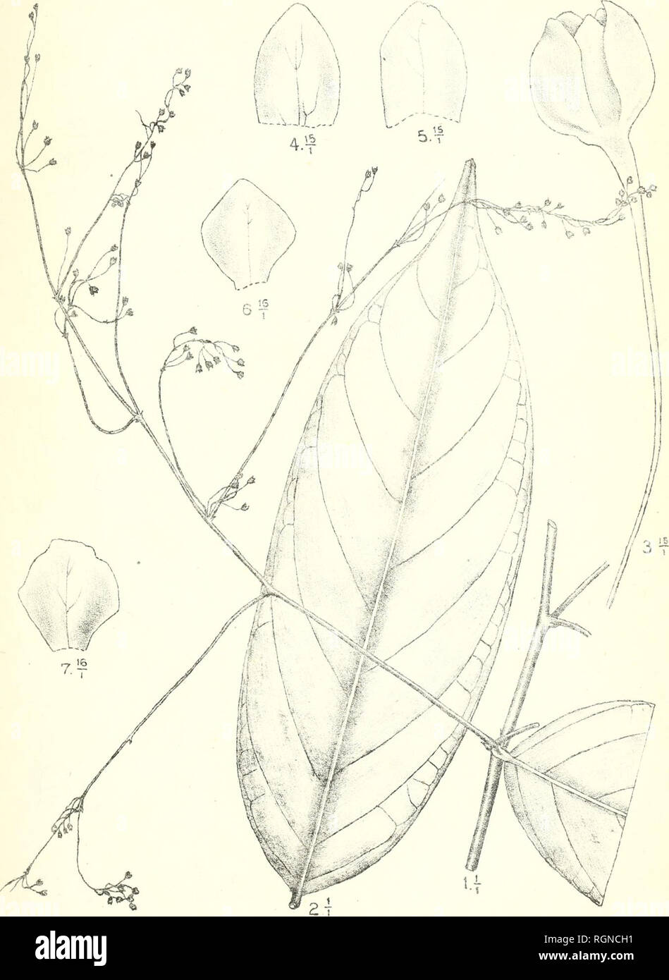 . Bulletin du Jardin botanique de Buitenzorg. Plants -- Indonesia; Plants. Bull. .Tard. Botan. Buitenzoï'g, Se série. Vol T. J. J. Smith, Flantae novae et criticae. L Tah. S8.. J. J. Smith et R. Natadipoera del. Phyllanthus ovatifolius J.J.S.. Please note that these images are extracted from scanned page images that may have been digitally enhanced for readability - coloration and appearance of these illustrations may not perfectly resemble the original work.. Kebun Raya Indonesia. Buitenzorg : Db 's Lands Plantentuin Stock Photo